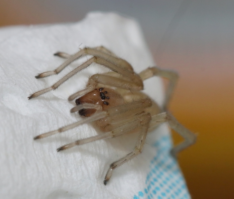 Cheiracanthium mildei - sárga dajkapók