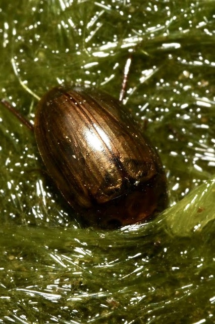 Enochrus