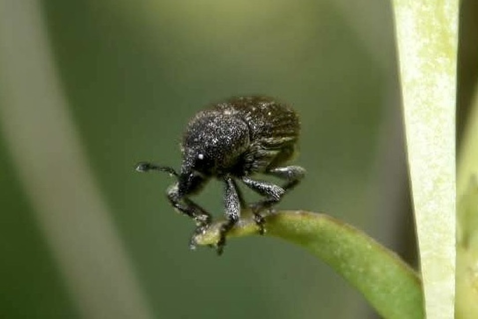 Rhinusa antirrhini - fekete gyújtoványfű-ormányos Rhinusa antirrhini - fekete gyújtoványfű-ormányos