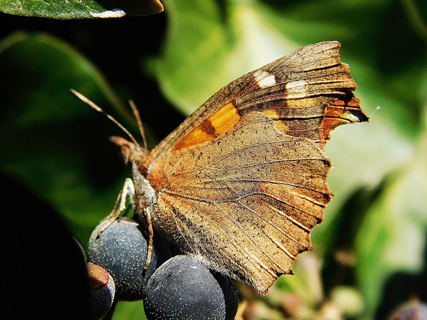 Libythea celtis - csőröslepke