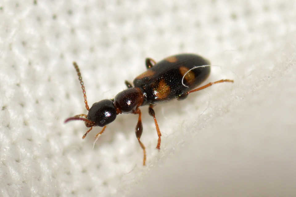 Omonadus bifasciatus - kétöves fürgebogár