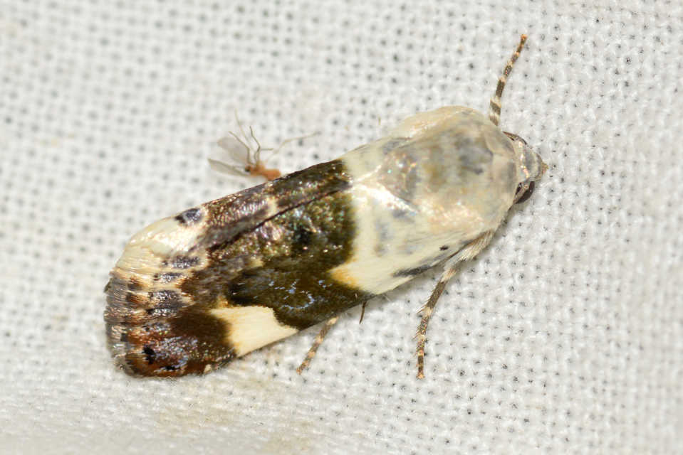 Acontia lucida - fehér nappalibagoly