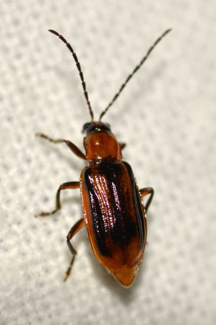 Diabrotica virgifera - amerikai kukoricabogár