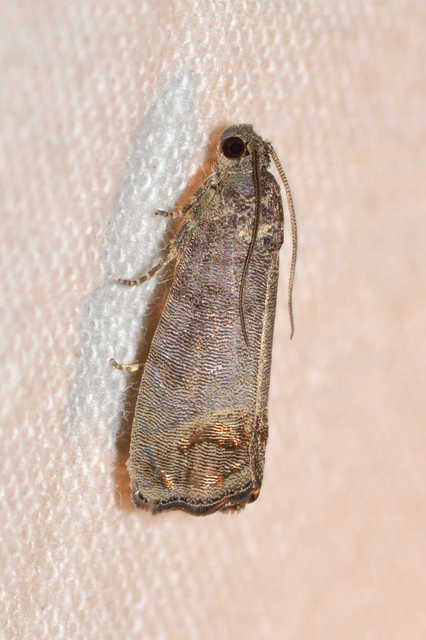 Cydia pomonella - almamoly
