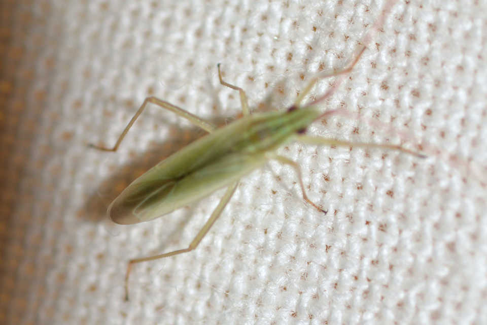 Trigonotylus pulchellus Trigonotylus pulchellus
