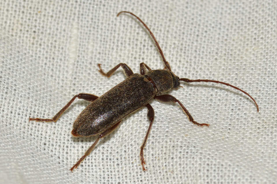 Trichoferus campestris - szállóvendég éjicincér