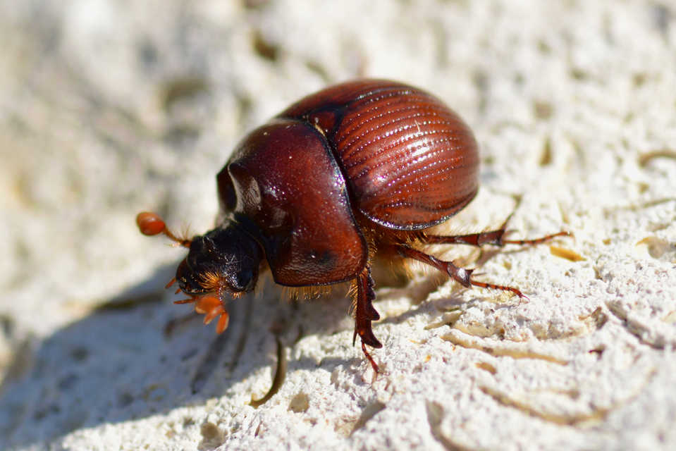 Bolbelasmus unicornis - szarvas álganéjtúró