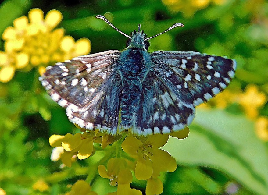 Pyrgus armoricanus - feles busalepke