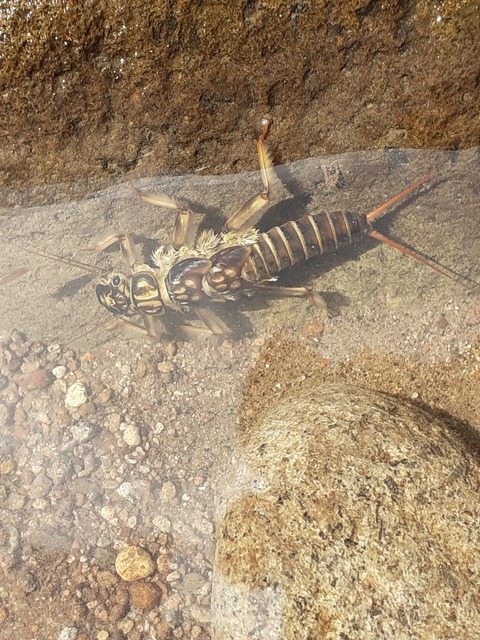 Plecoptera - Álkérészek