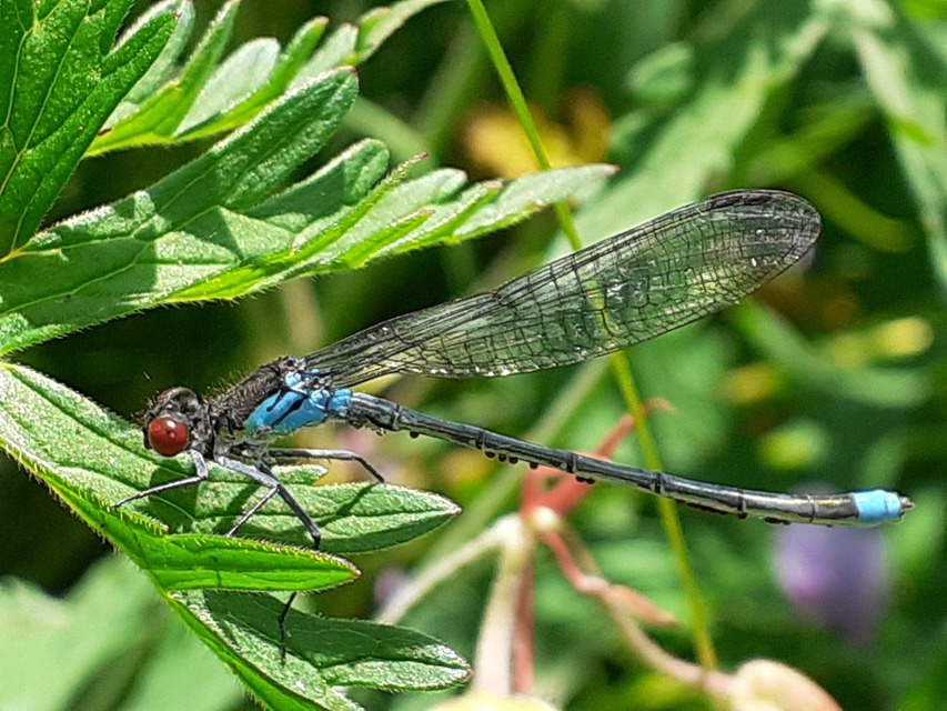 Erythromma najas - nagy pirosszemű-légivadász