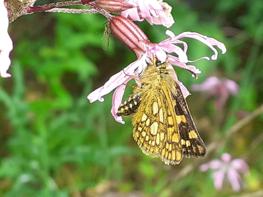 Carterocephalus palaemon - kockás busalepke