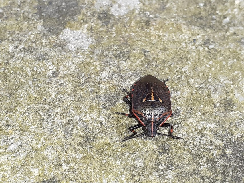 Jalla dumosa - csíkosfejű címerespoloska Jalla dumosa - csíkosfejű címerespoloska
