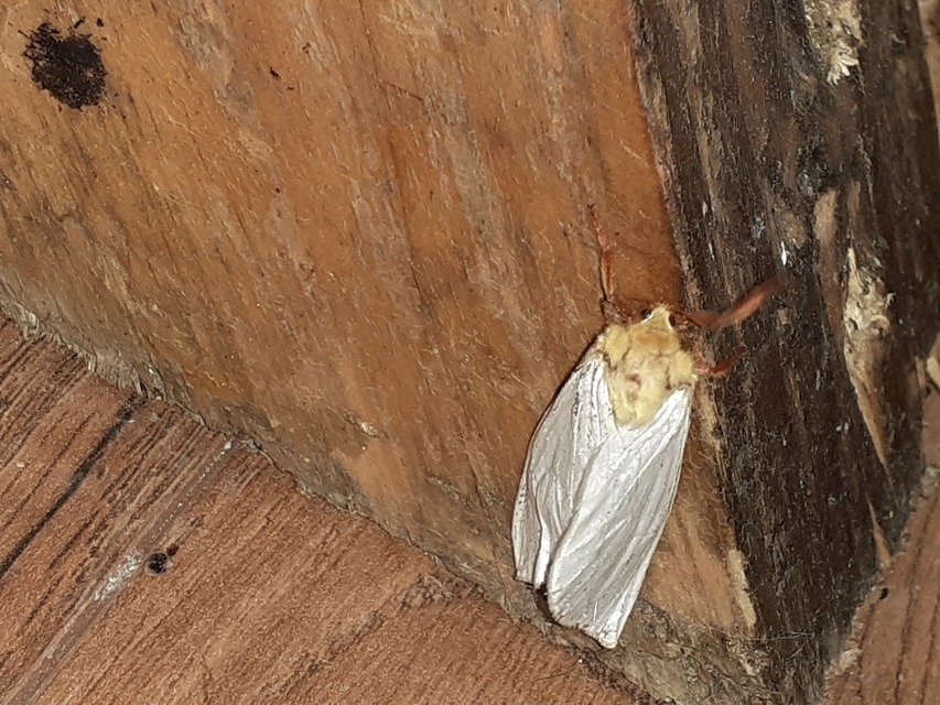 Hepialus humuli - nagy gyökérrágólepke