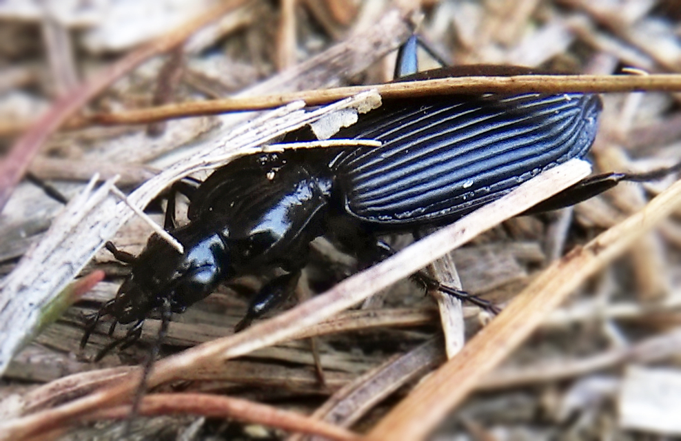 Limodromus krynickii - feketelábú kisfutó