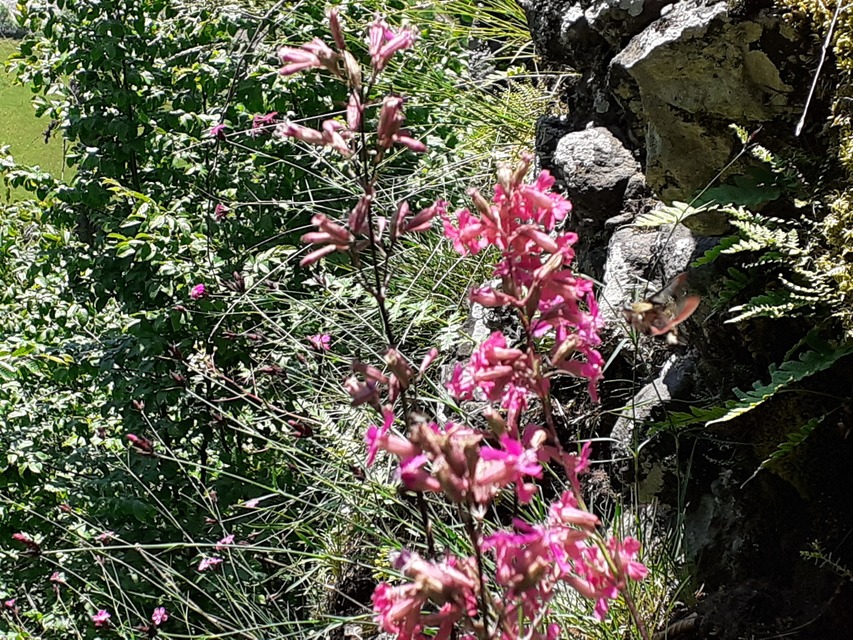 Hemaris fuciformis - dongószender