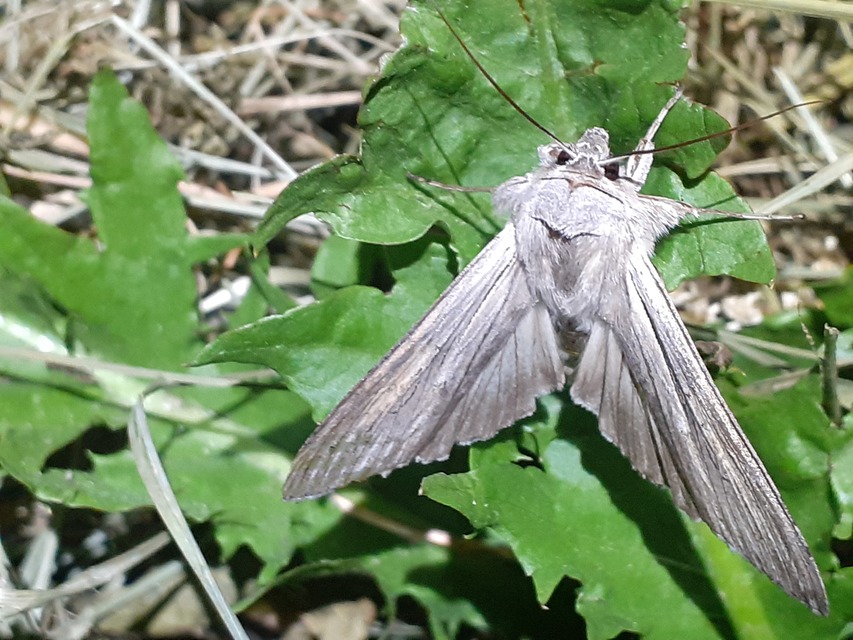 Cucullia umbratica - közönséges csuklyásbagoly