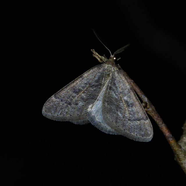 Theria rupicapraria - tavaszi kökényaraszoló