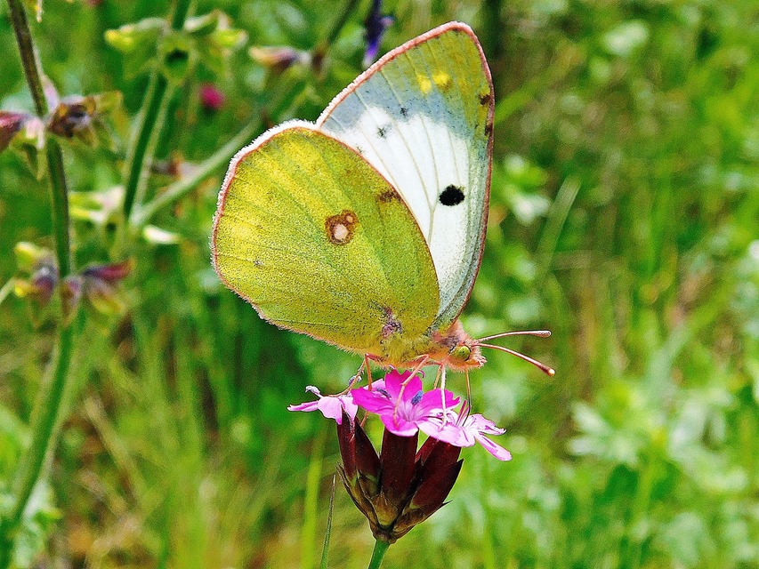 Colias alfacariensis - déli kéneslepke