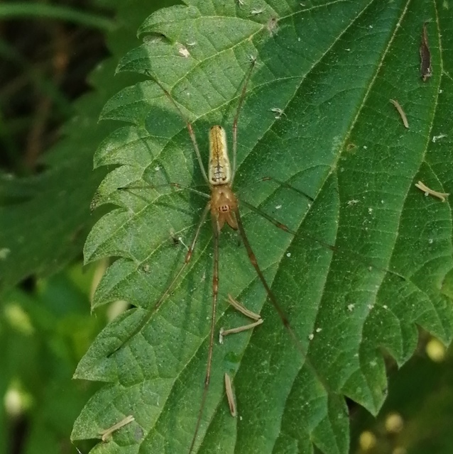 Tetragnatha