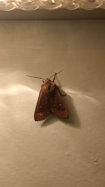 Eupsilia transversa - holdacskás télibagoly