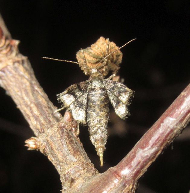 Agriopis marginaria - sárgás téliaraszoló