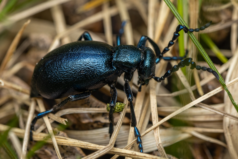 Meloe violaceus - kék nünüke