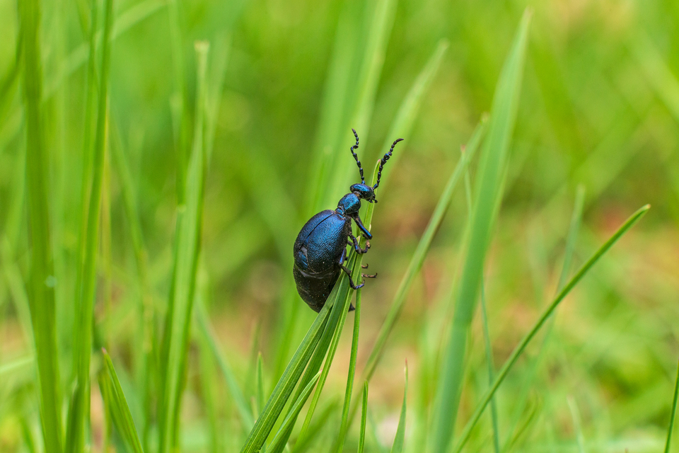 Meloe violaceus - kék nünüke