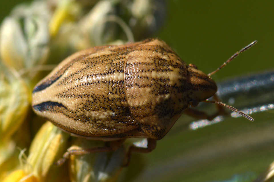 Odontotarsus purpureolineatus - tarka pajzsospoloska