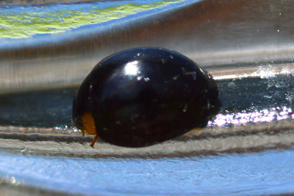Parexochomus nigromaculatus - egyszínű szerecsenkata