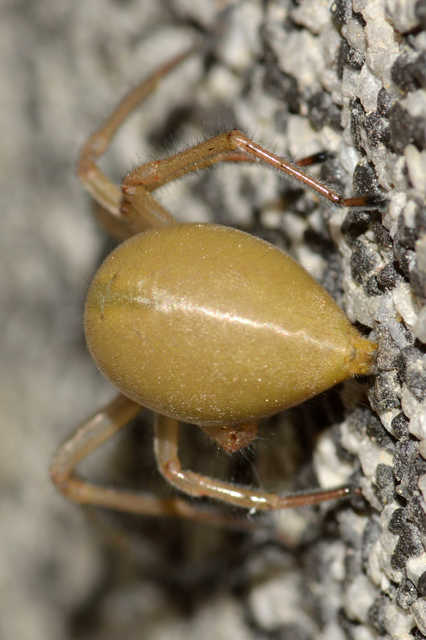 Cheiracanthium