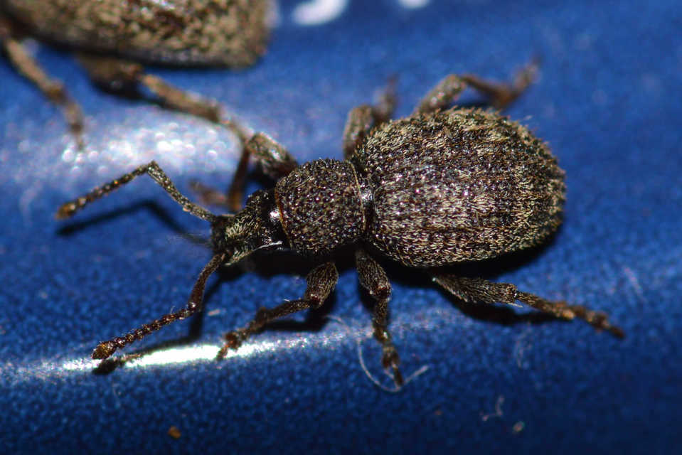 Otiorhynchus hystrix - sörtés gyalogormányos