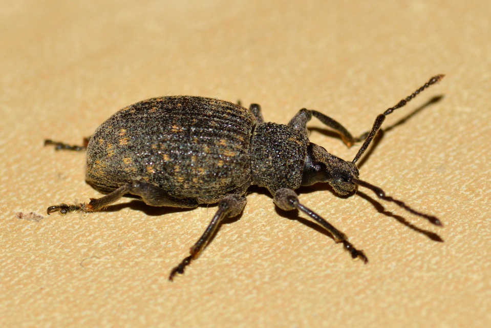 Otiorhynchus sulcatus - szálkás gyalogormányos