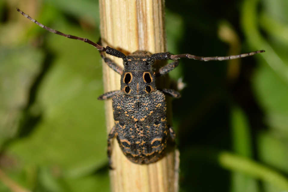 Mesosa curculionoides - szemfoltos cincér