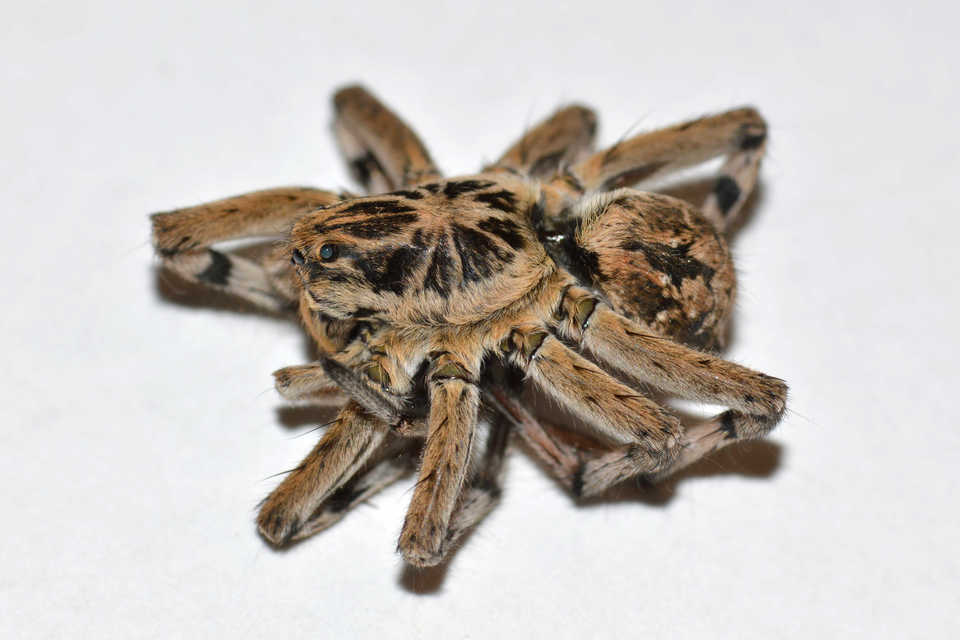 Geolycosa vultuosa - pokoli cselőpók