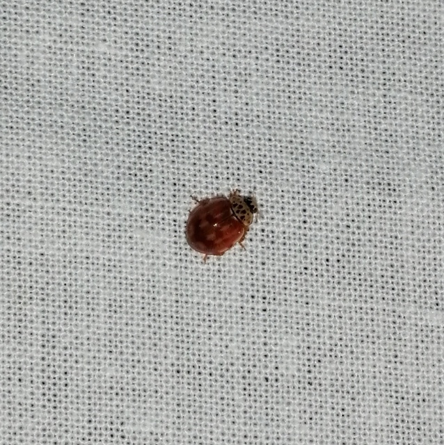 Harmonia quadripunctata - négypettyes katica