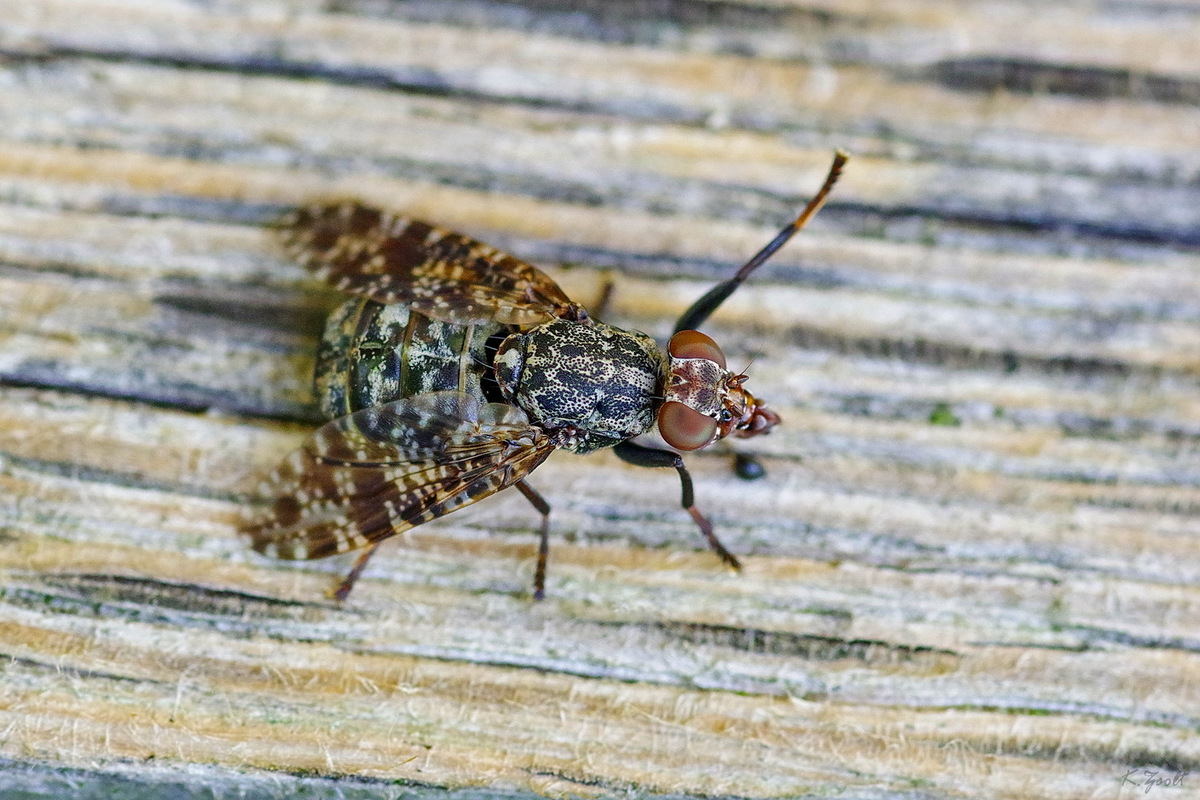 Platystoma lugubre