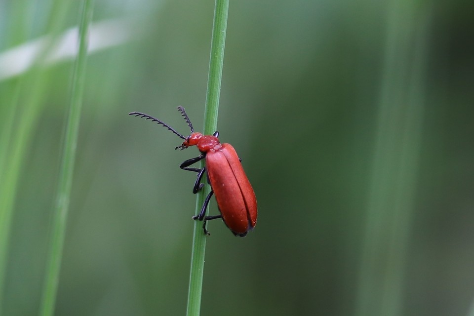 Pyrochroa serraticornis - közép-bíborbogár