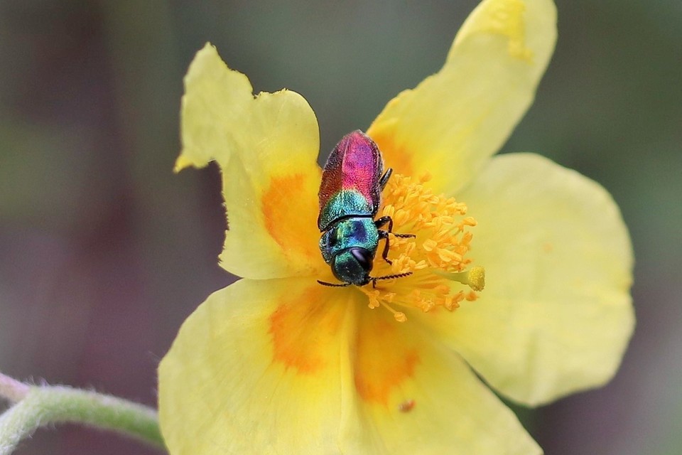 Anthaxia salicis - bíboros virágdíszbogár