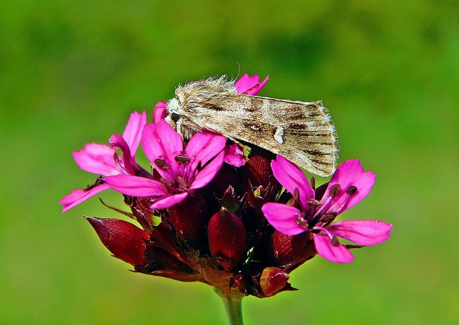 Calophasia lunula - gyújtoványfű-apróbagoly