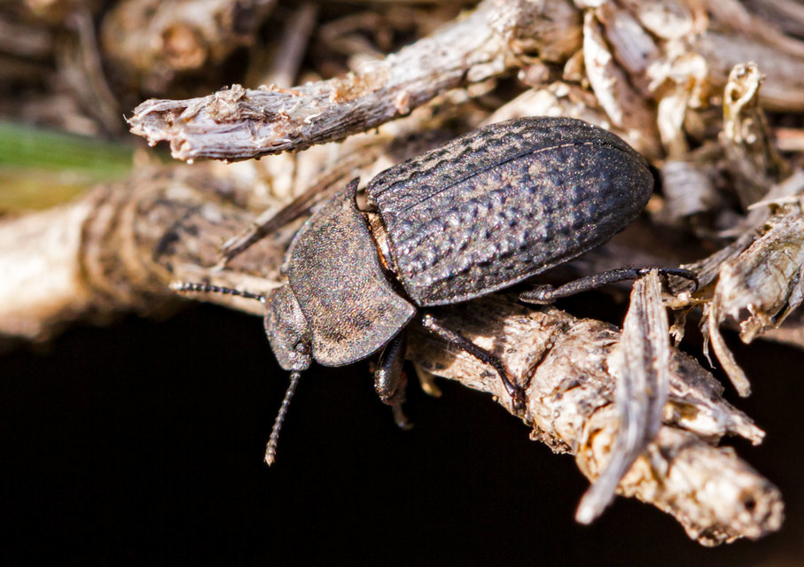 Opatrum sabulosum - sároshátú gyászbogár