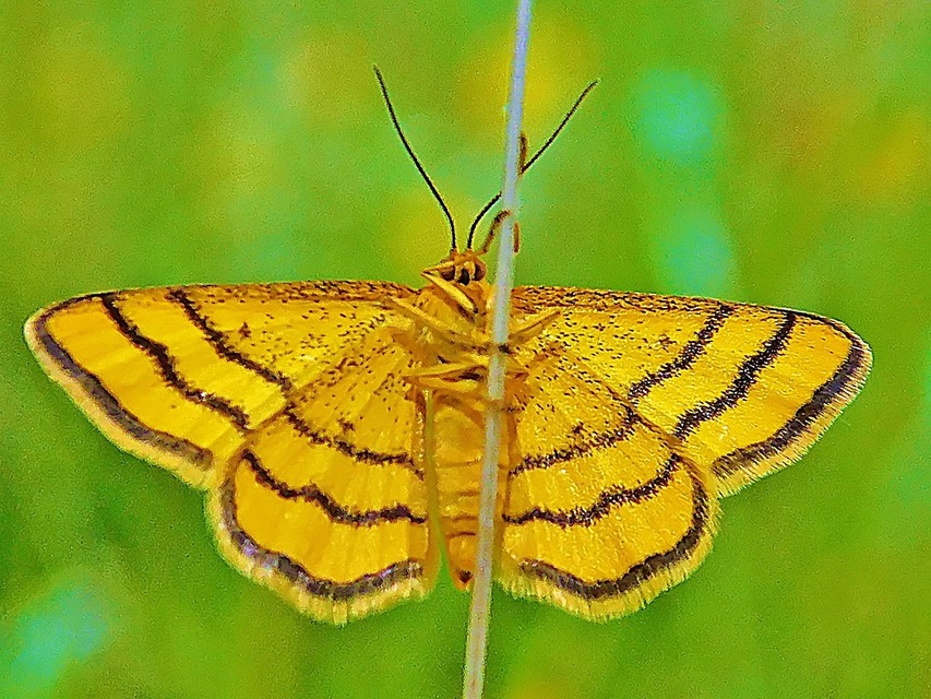 Idaea aureolaria - aranyos sávosaraszoló