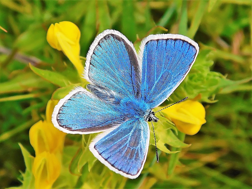 Polyommatus dorylas - fénylő boglárka