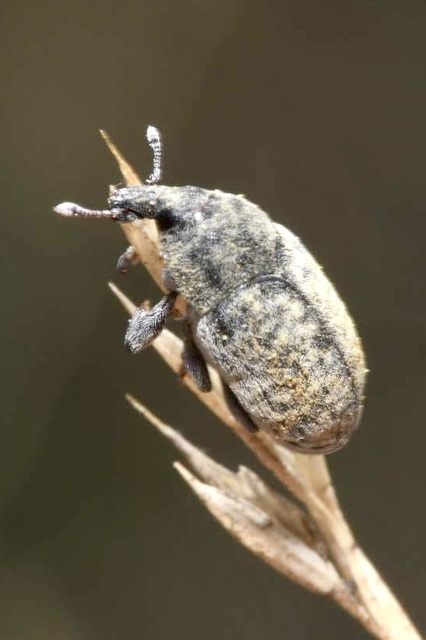 Larinus minutus - aprópúderbarkó