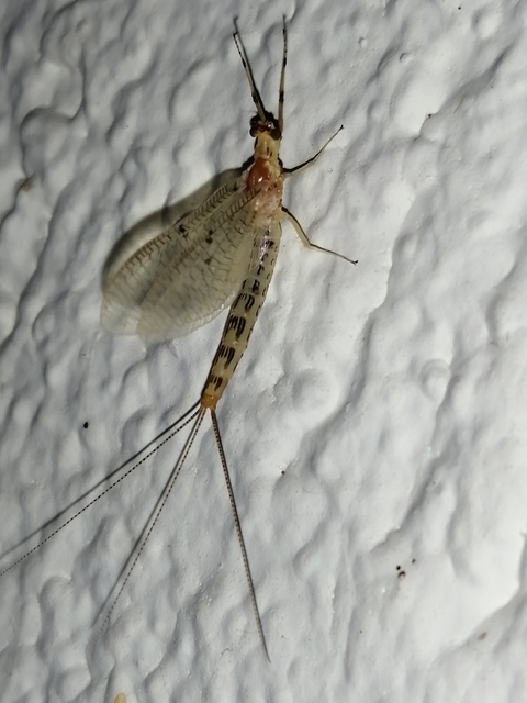 Ephemera lineata