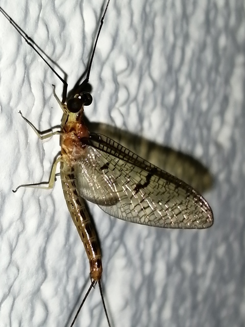 Ephemera lineata