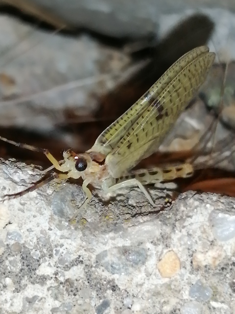 Ephemera lineata