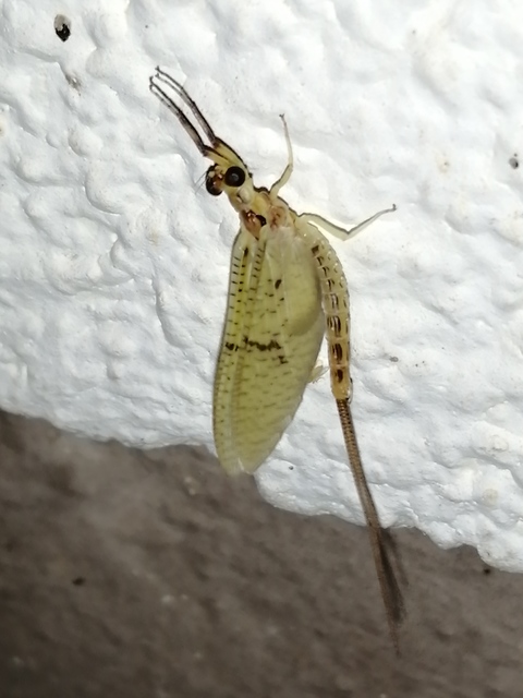 Ephemera lineata