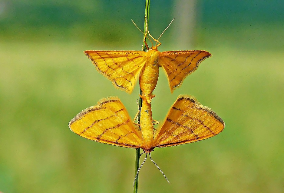 Idaea aureolaria - aranyos sávosaraszoló