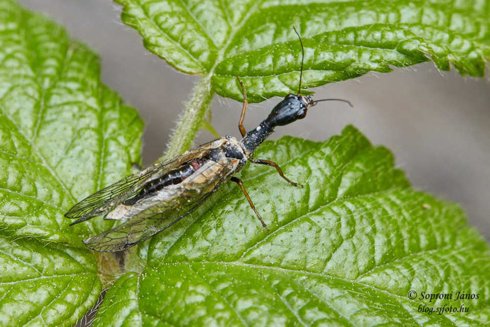Raphidioptera - Tevenyakú-fátyolkák