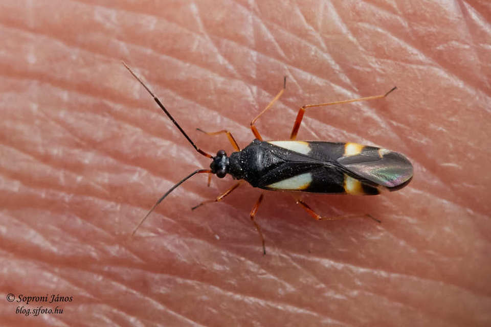 Heteroptera - Poloskák